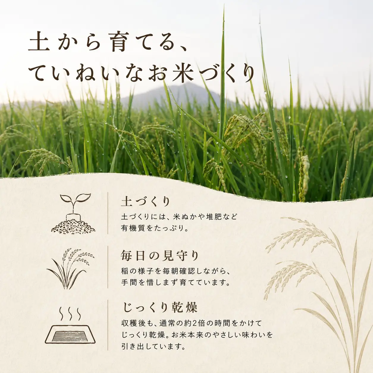 無洗米 あきたこまち 5kg 精米 先行予約 令和8年産