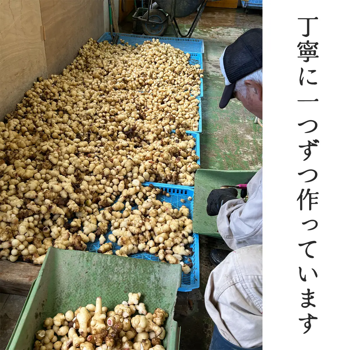 きくいもチップス80g×3set_菓子・スイーツ 煎餅・おかき せんべい センベイ_【KN-021-001】