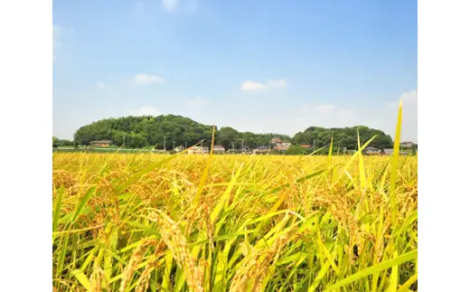 【令和7年度産】阿久比米れんげちゃんコシヒカリ　計5kg×1袋｜米 阿久比町