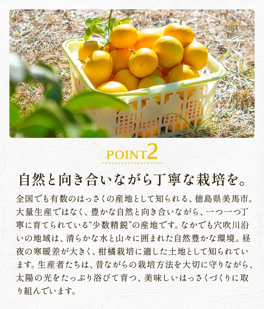  ご家庭用はっさく八朔約4kg