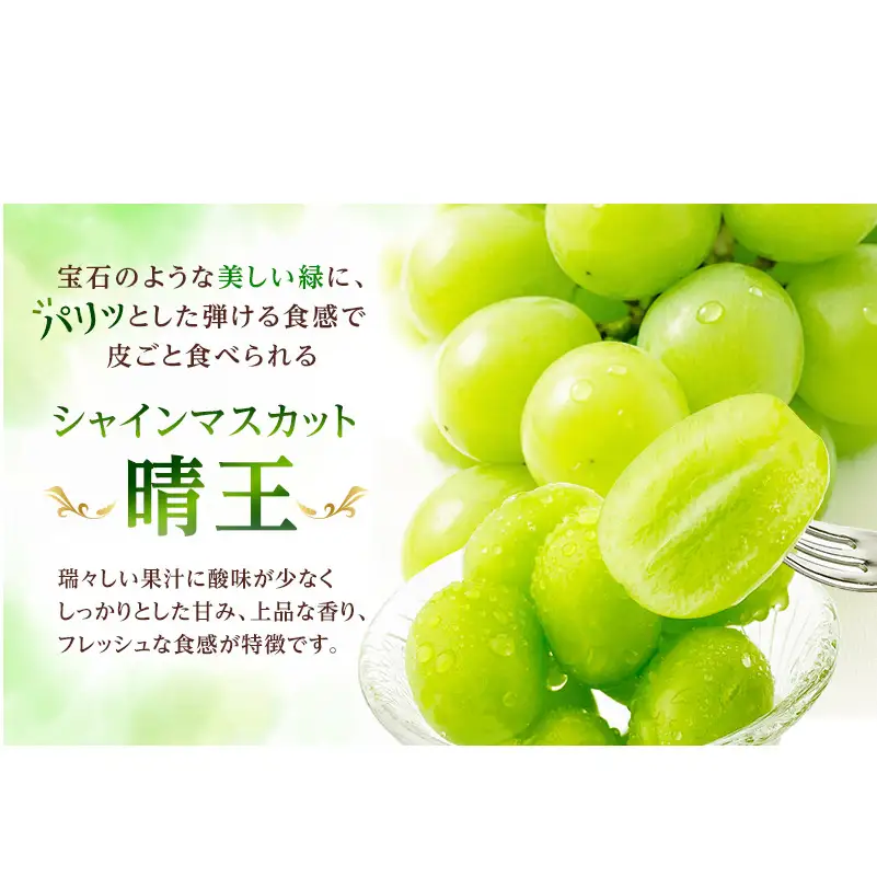 ぶどう 2026年 先行予約 シャイン マスカット 晴王 1房 約600g ブドウ 葡萄  岡山県船穂産 国産 フルーツ 果物 ギフト デザート 食後 酸味が少ない 産地直送