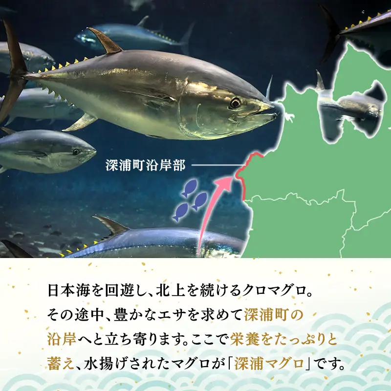 天然本マグロ 赤身 中トロ 大トロ 1.2kg 各400g  【fu-0015-028_12】
