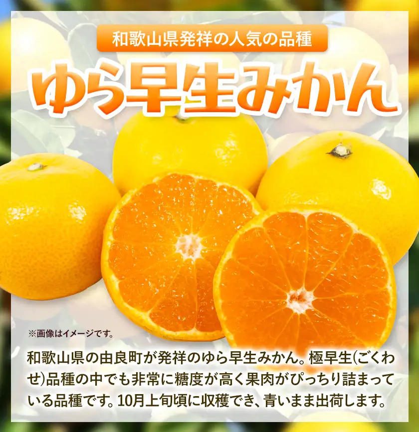 みかん ゆら早生みかん 厳選 小玉 2Sサイズ 5kg GOGO農園《10月上旬-11月末頃出荷》