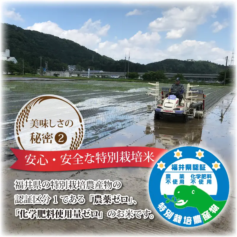 令和8年度産 コシヒカリ 5kg 玄米 特別栽培米 コシヒカリ  