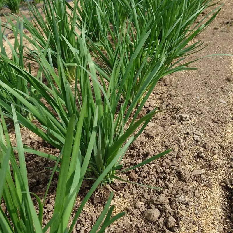 山形県 戸沢村産 にら 4kg(40束) 2026年5月下旬から順次発送 国産 野菜 やさい 韮 ニラ 料理 餃子 炒め物 惣菜 自宅 家庭 F7W-0339