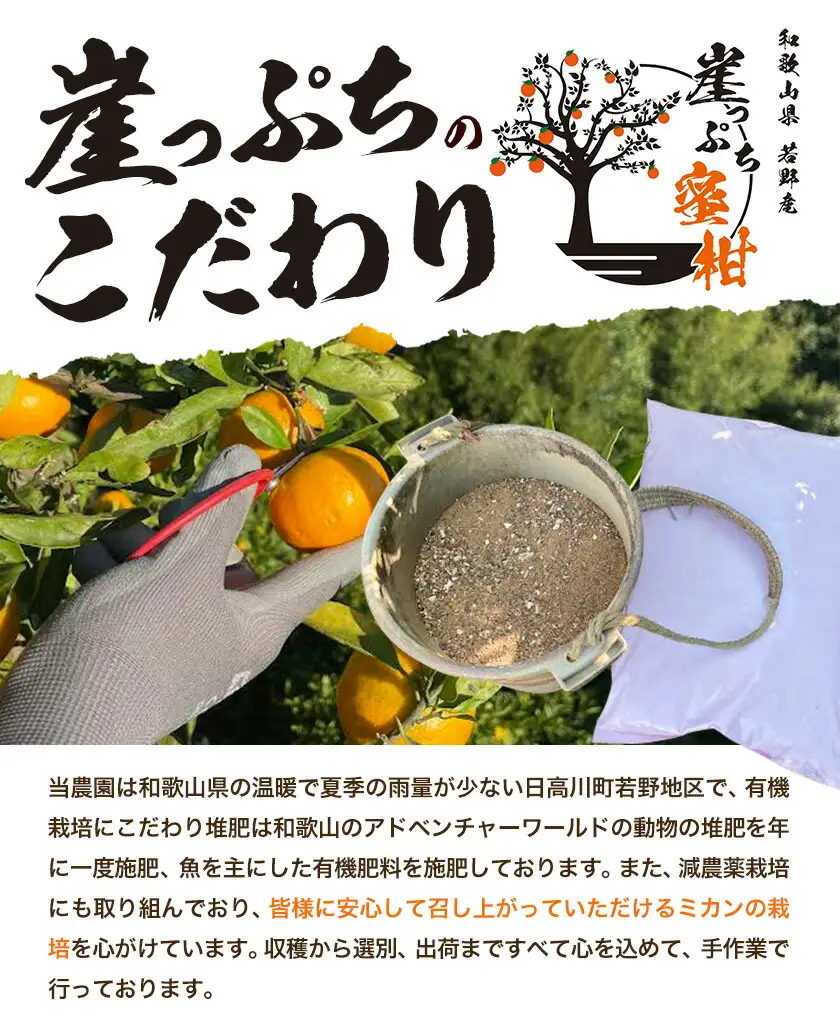 みかん ご家庭用 崖っぷち蜜柑 若野産 約3kg 2S～Lサイズ混合