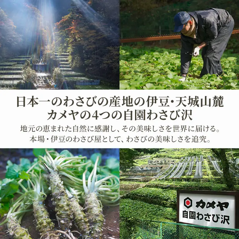 生一本おろし本わさび 160g 山葵 ワサビ