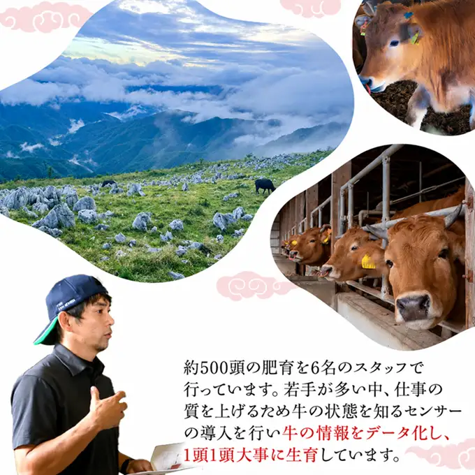 四国カルスト 和牛 牛肉細切れ 600g 