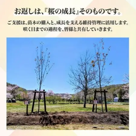 【返礼品なし】桜を雪害から復活させたい「日本一遅い桜まつり」応援寄附(1口5,000,000円)