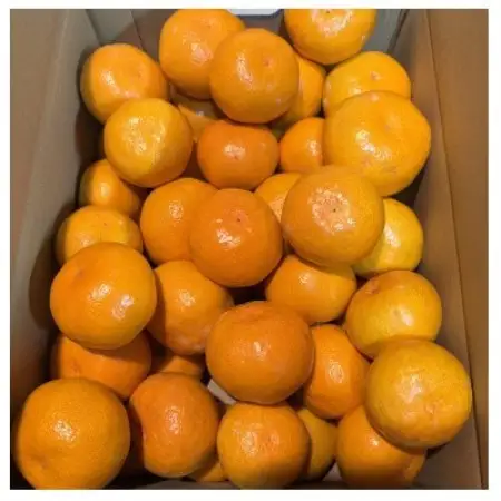 先行予約　大阪府和泉市産 宮川早生 和泉みかん 1ケース5Kg 11月中頃より発送【1672205】