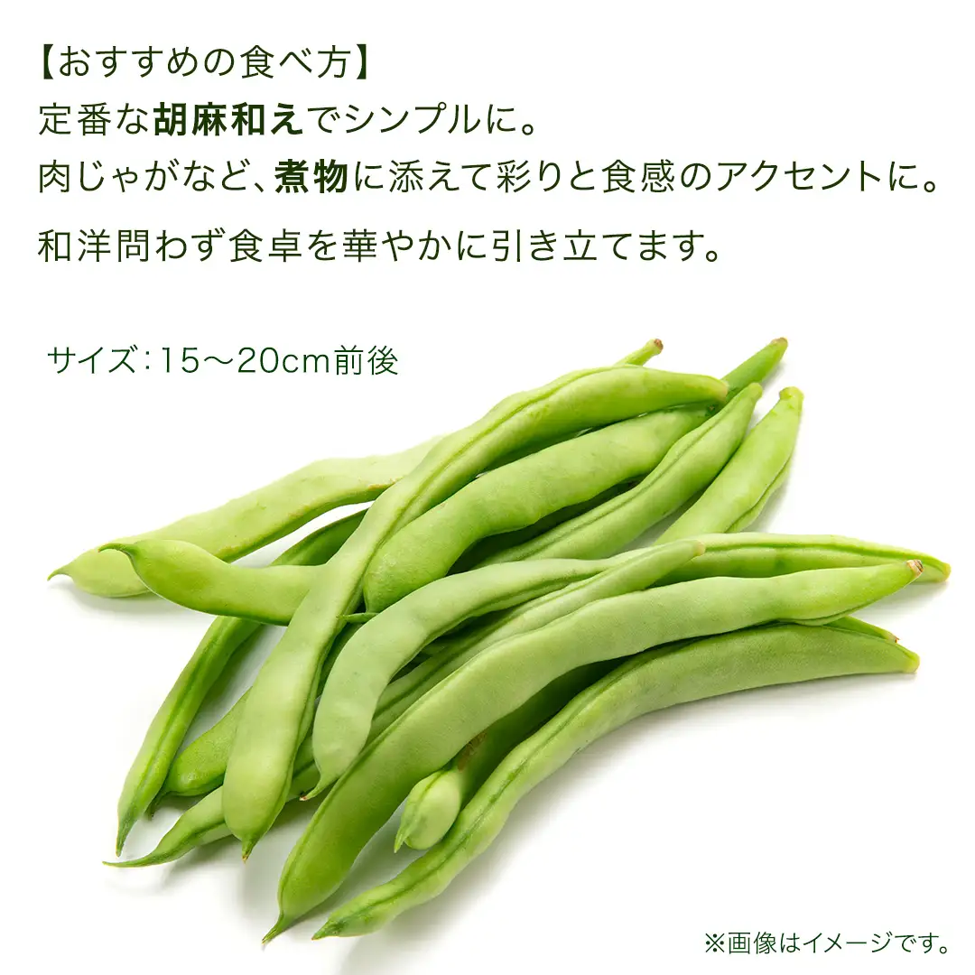 【7月上旬発送開始】旬の採れたて 新鮮 いんげん 約1kg [BT004tu]