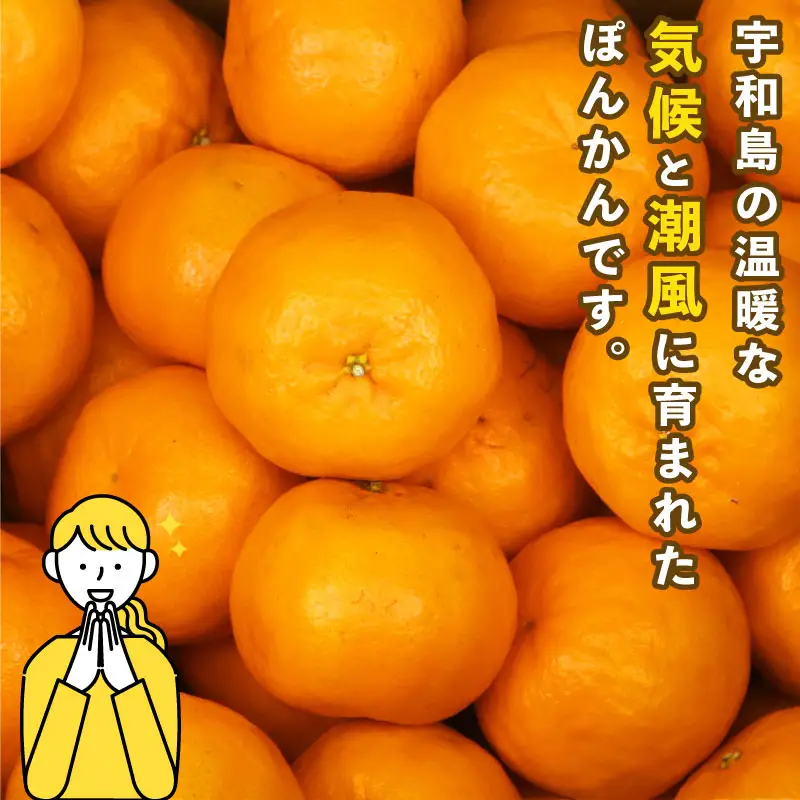 みかん 訳あり ポンカン 約 5kg スーパー山田屋 先行予約 ぽんかん 甘い 果物 くだもの フルーツ 柑橘 mikan 蜜柑 愛媛蜜柑 愛媛みかん わけあり サイズ 不揃い 産地直送 数量限定 国産 愛媛 宇和島 B010-198003