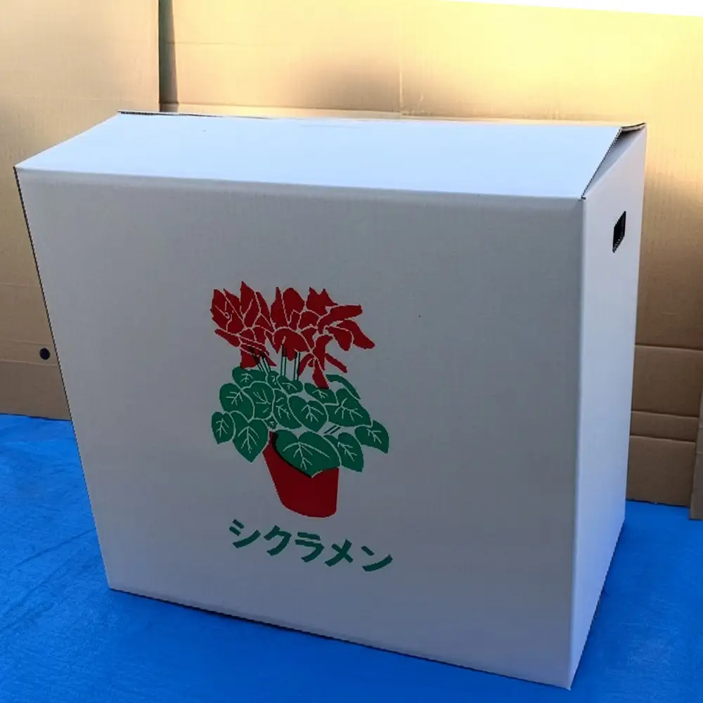 特選シクラメン6号2鉢入＜赤＞　【12203-0436-1】