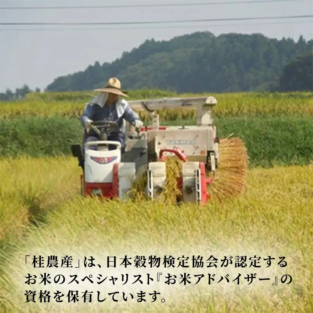 コシヒカリ 無洗米 10kg 令和7年産 スピード出荷 最短3〜7営業日出荷 (AX078)
