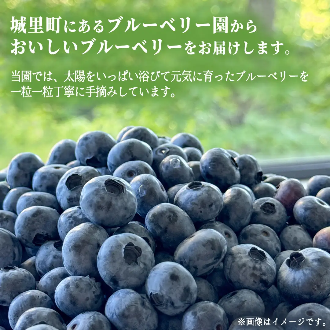 【先行予約】朝摘み 生 ブルーベリー 1kg (500g×2) 2027年6月中旬発送 国産 期間限定 数量限定 冷蔵 果物 ぶるーべりー ベリー フルーツ くだもの ヨーグルト 新鮮 産地直送 おすすめ 甘い 茨城県 城里町 そよ風の丘 城里ブリーベリーガーデン[CB001]