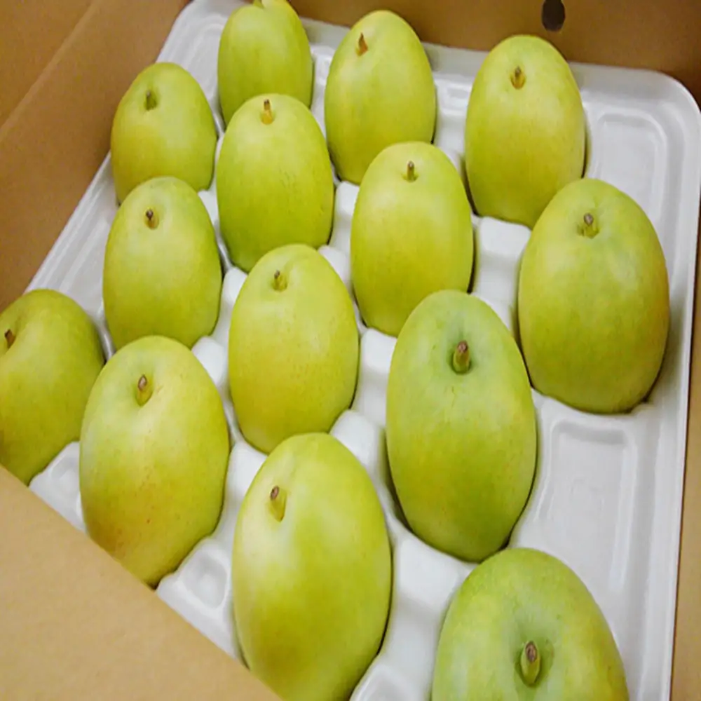 有梨の実石田 二十世紀梨 (自家用)5kg【8月下旬以降お届け】
