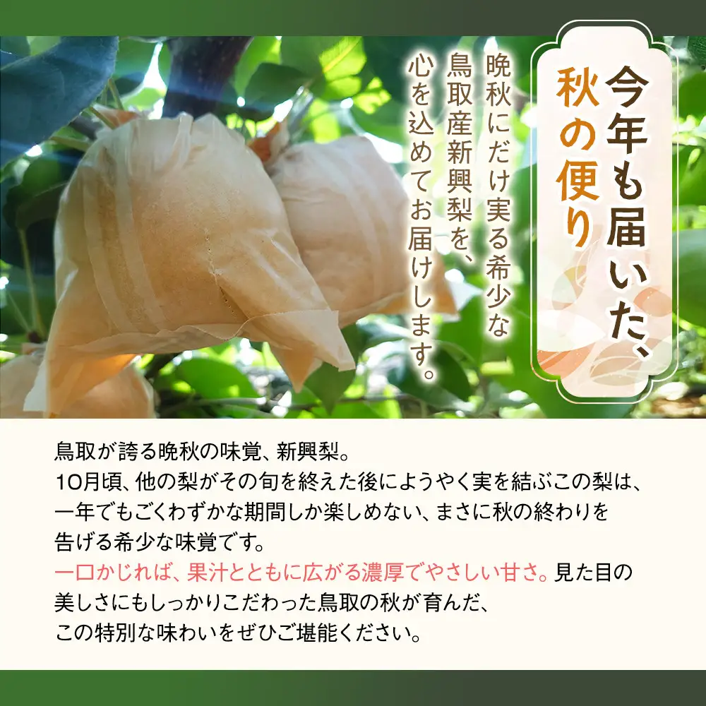 有梨の実石田 新興梨 (ギフト用)5kg【10月頃お届け】
