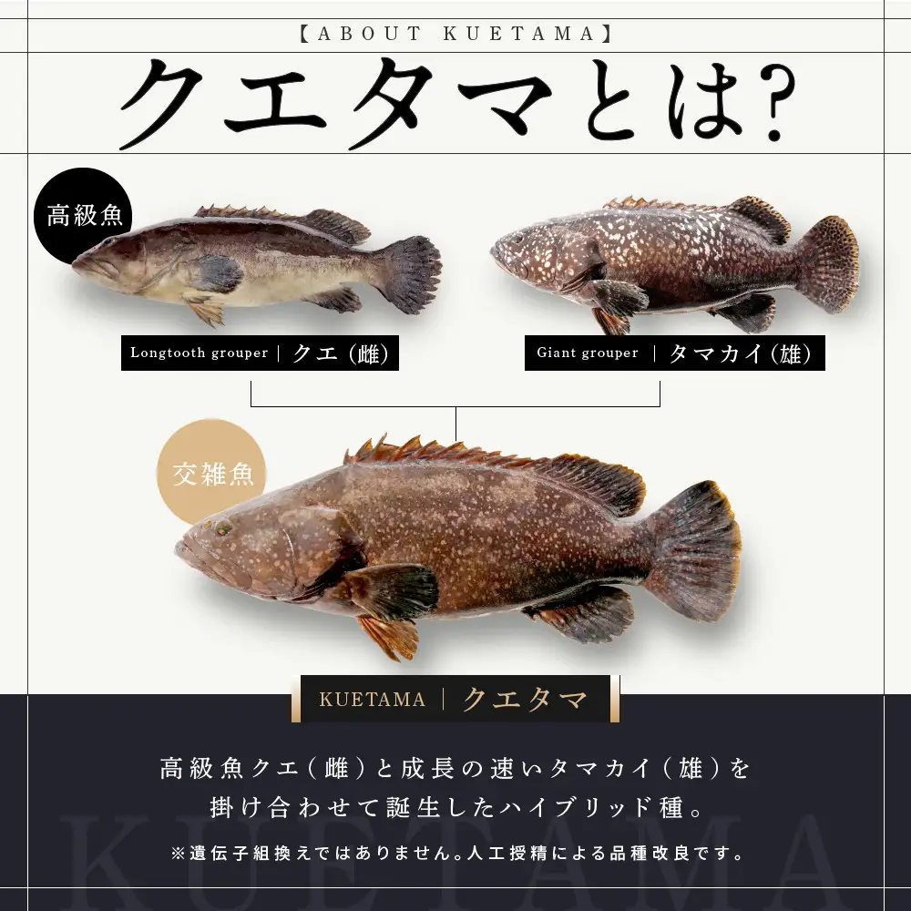 近大クエタマ鍋セット1kg（2027年2月上旬～2月中旬発送）
