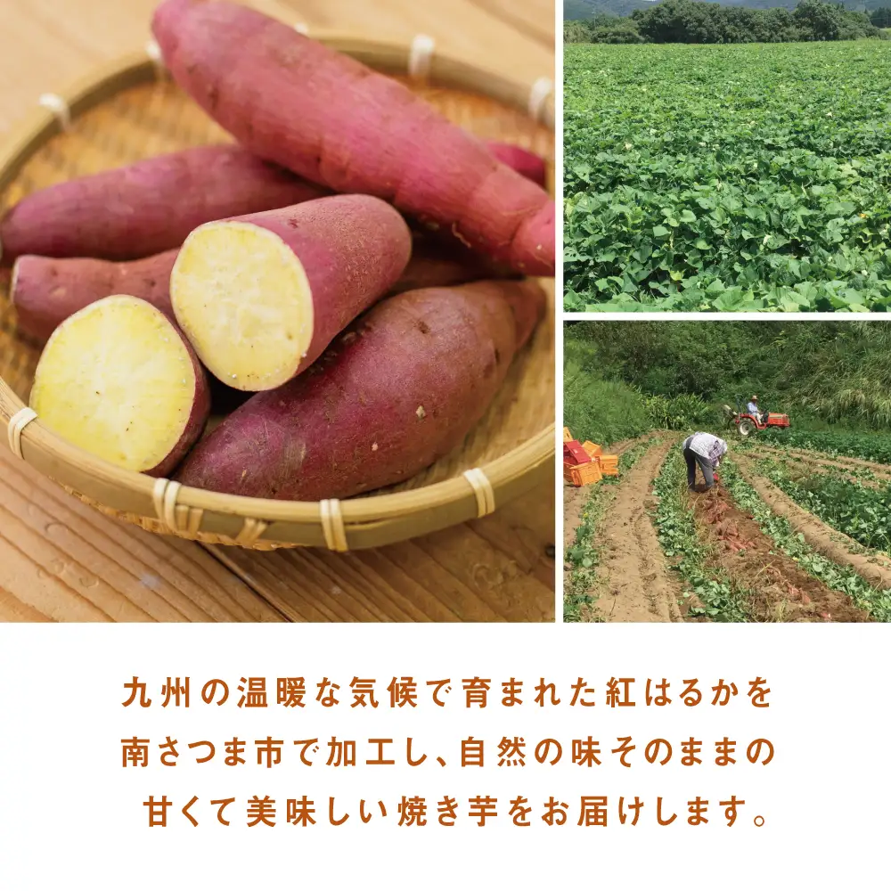 紅はるか 冷凍焼き芋 計3kg（500g×6袋） 焼き芋 焼いも やきいも さつまいも 電子レンジ 簡単 遠赤外線釜 甘い スイーツ おやつ お菓子作り 冷凍ストック 小分け 鹿児島県 南さつま市 南さつま市観光協会