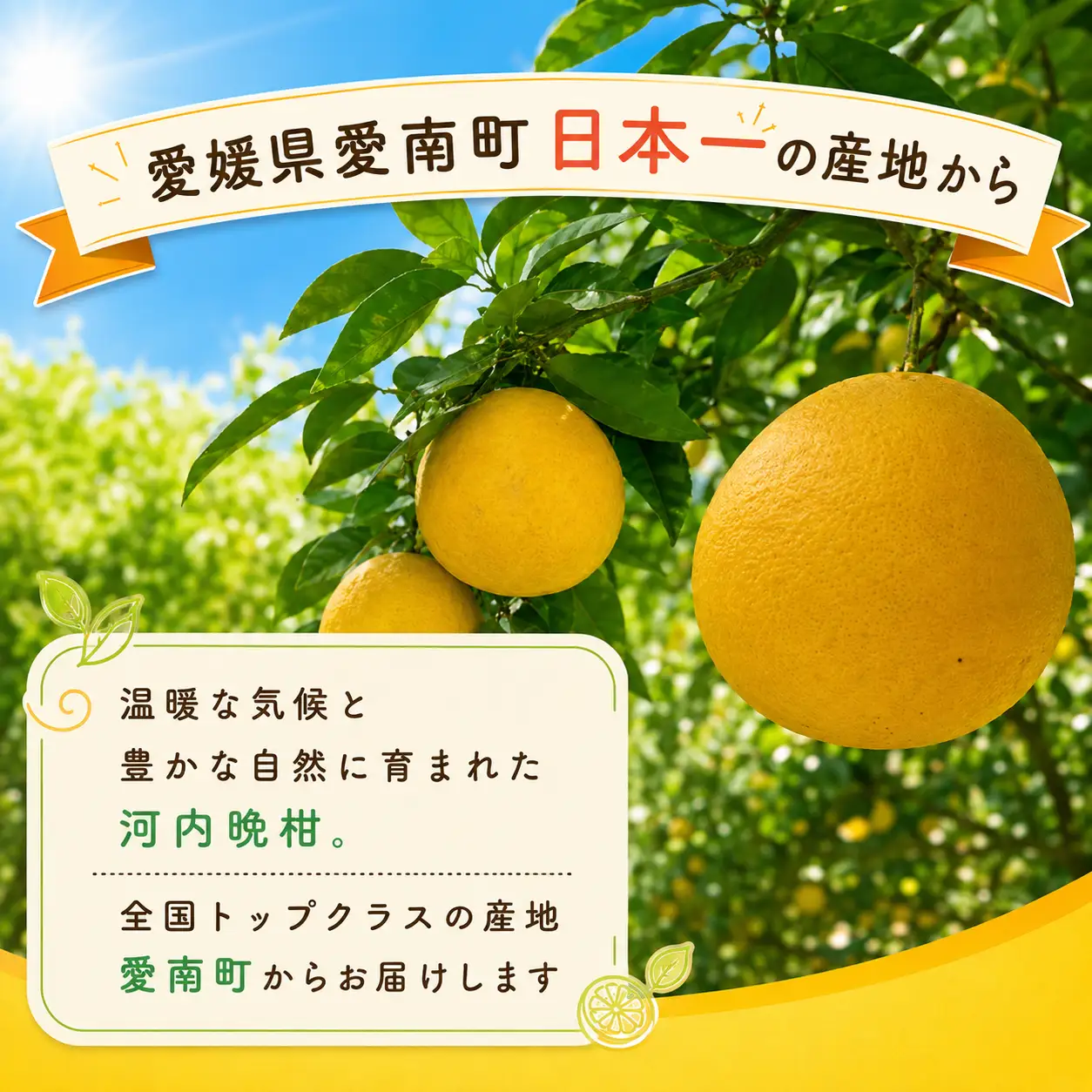 河内晩柑 (愛南ゴールド) 大玉小玉ミックス 9kg 河内晩柑 愛なんよ ainanyo021