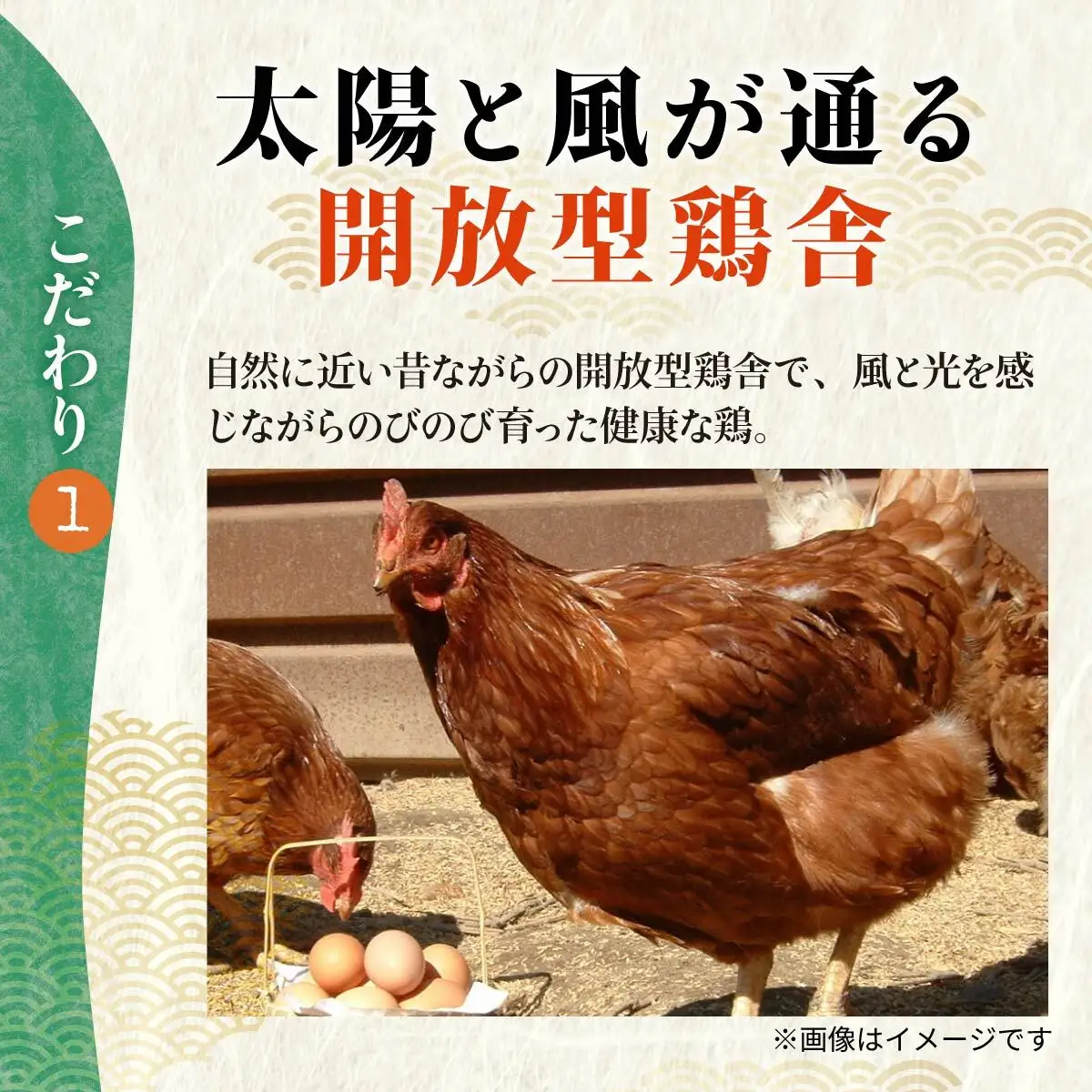 卵 朝どり 厳選卵 30個 割れ保証付き 12ヶ月定期便