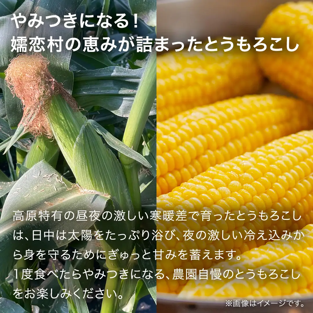 【7月下旬発送開始】とうもろこし ゴールドラッシュ 3kg （7～8本） [BT002tu]