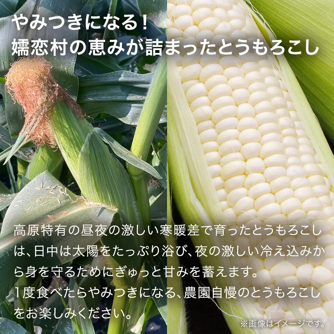【8月下旬発送開始】とうもろこし ホワイトショコラ 3kg（8～10本） [BT006tu]