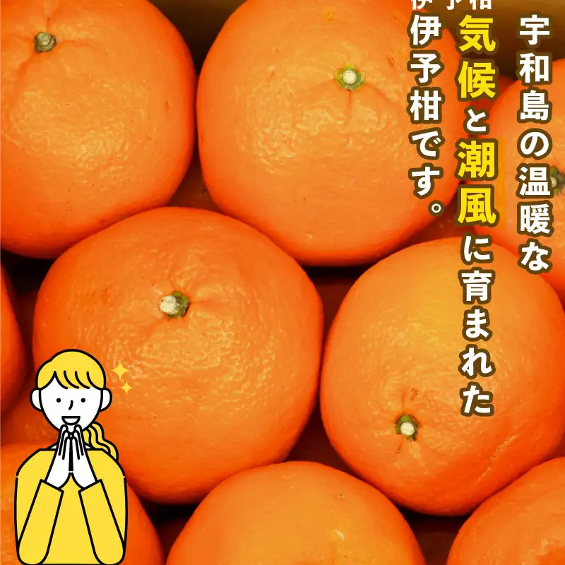 みかん 訳あり 伊予柑 いよかん 約5kg スーパー山田屋 先行予約 果物 くだもの フルーツ 柑橘 mikan 蜜柑 愛媛蜜柑 愛媛みかん わけあり サイズ 不揃い 産地直送 数量限定 国産 愛媛 宇和島 B010-198005