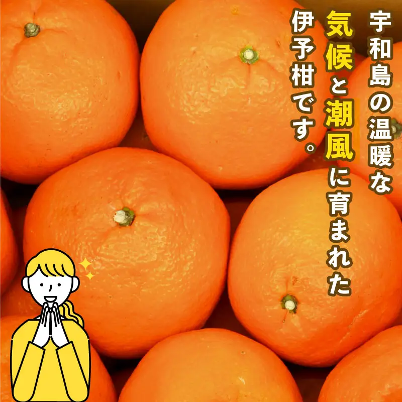 みかん 訳あり 伊予柑 いよかん 約 10kg スーパー山田屋 先行予約 果物 くだもの フルーツ 柑橘 mikan 蜜柑 愛媛蜜柑 愛媛みかん わけあり サイズ 不揃い 産地直送 数量限定 国産 愛媛 宇和島 B016-198006