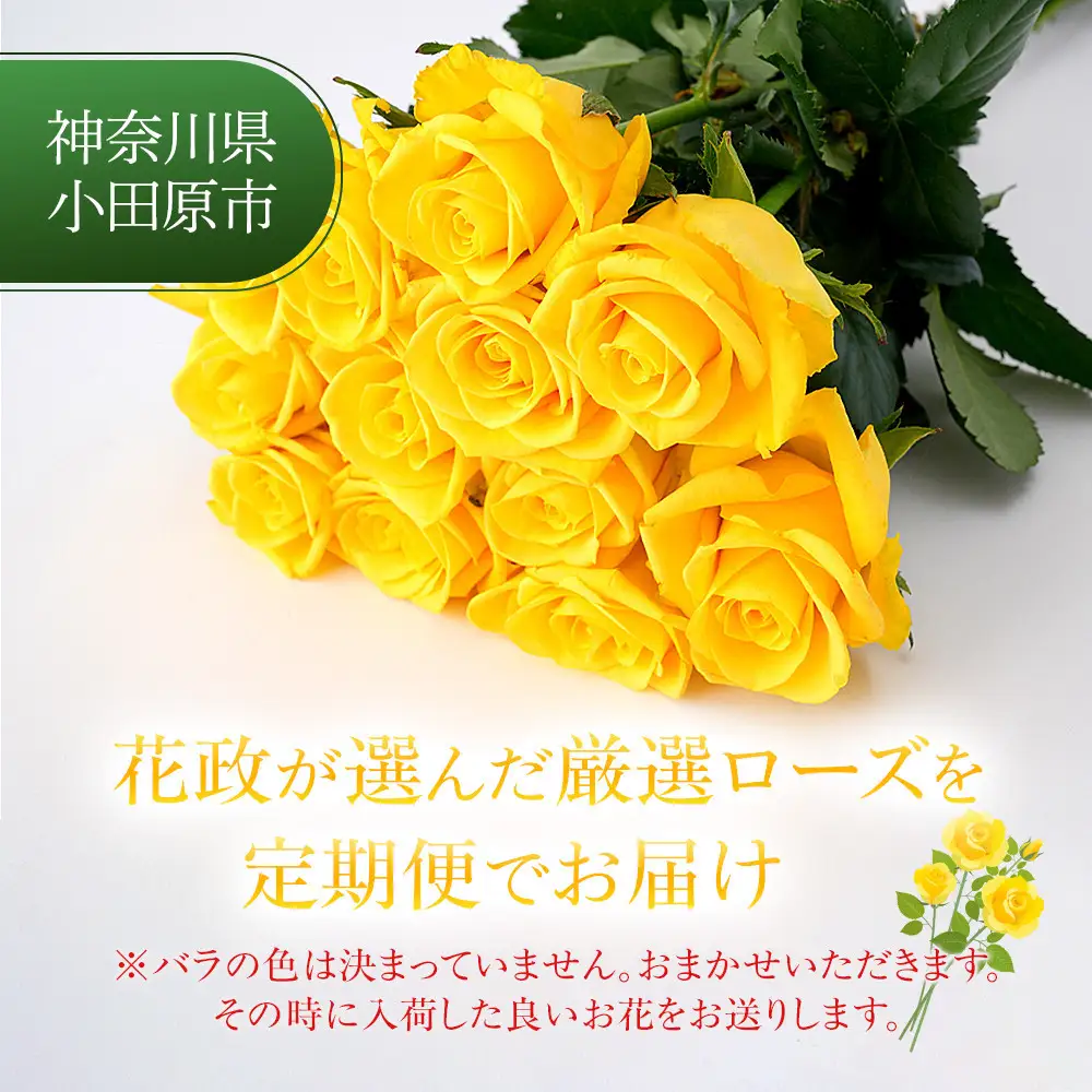 【3か月定期便】フローリストおすすめローズ約12本　（毎月お届け）