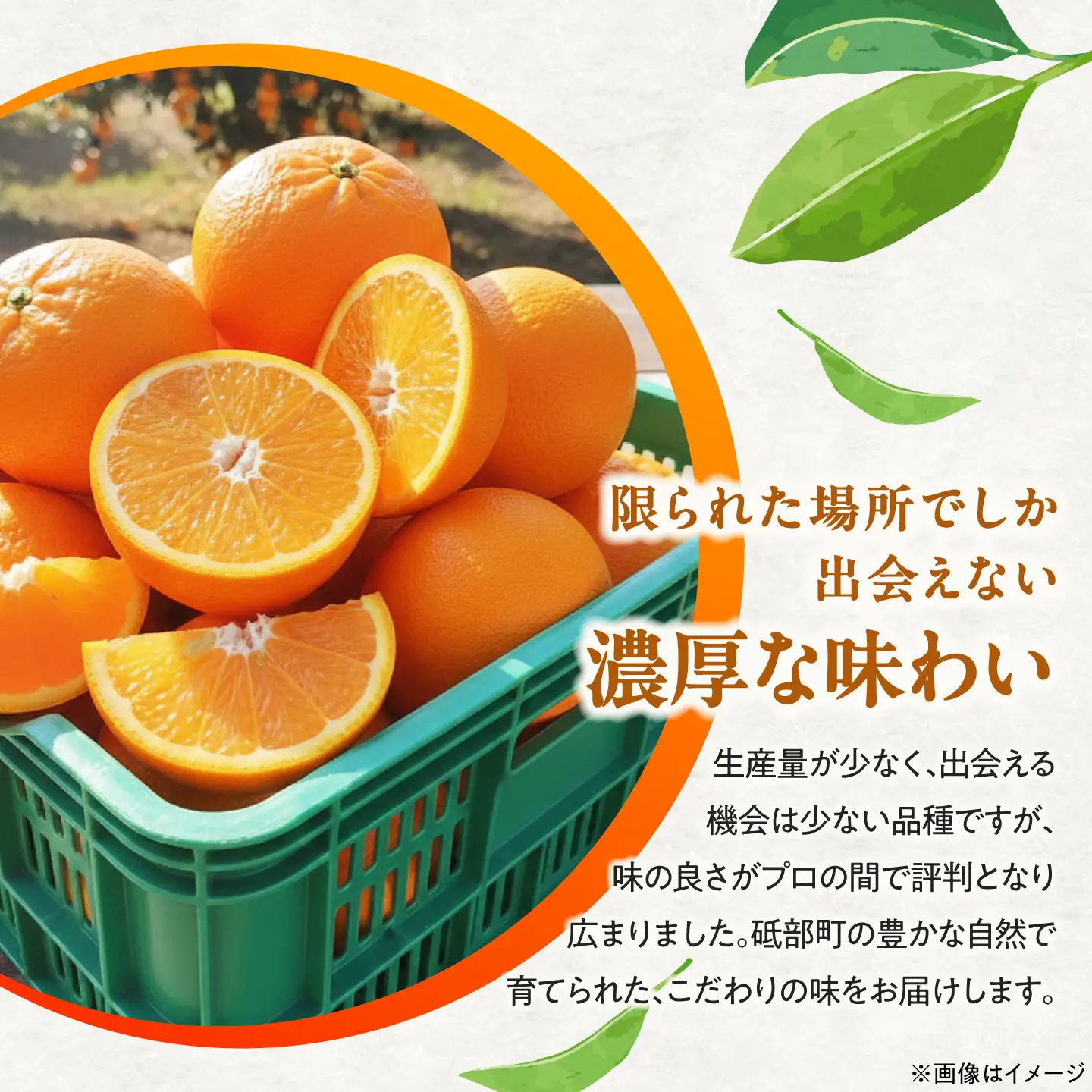 みかん 農六 約10kg【2月上旬から3月下旬まで順次発送】 / フルーツ 果物 蜜柑 ミカン オレンジ 小玉 甘い 先行予約 10kg 愛媛 / 愛媛県砥部町/和氣隆司[BJBF004]