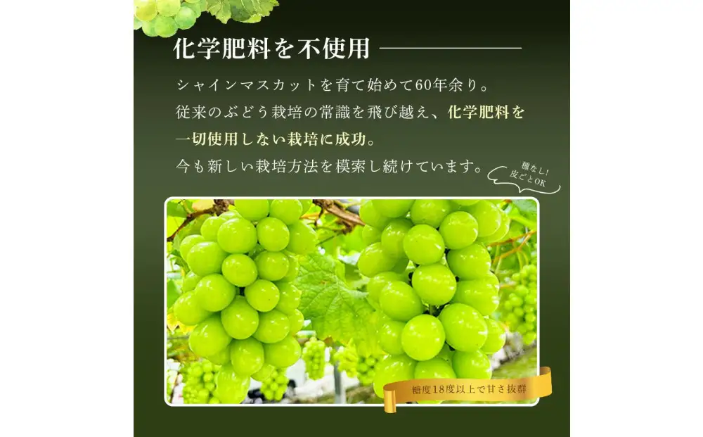 【8月中旬から発送】 2026年 岡山産ぶどう3種 食べ比べ 宝石箱 クイーンニーナ シャインマスカット マイハート 粒だけ18粒 長方形化粧箱 農林大臣賞2回受賞  岡山 果物 フルーツ  数量限定 【箱カラー：ゴールド】