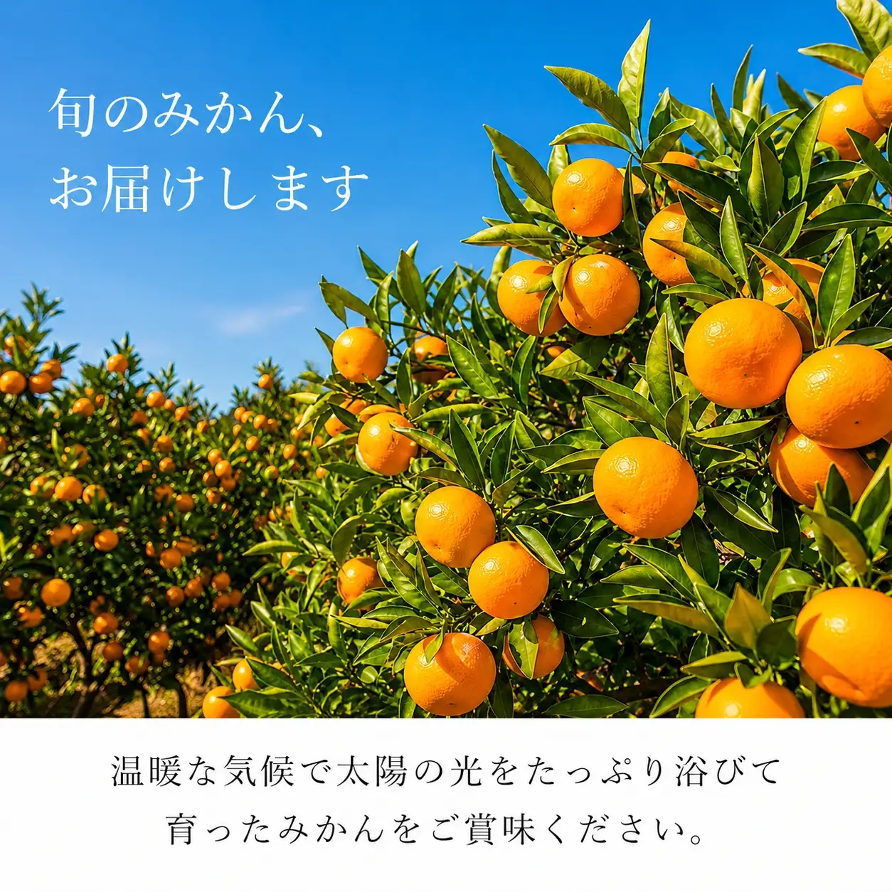 和歌山有田みかん10kg【訳ありご家庭用】2S〜2Lサイズ混合【11月下旬～12月下旬頃発送予定】【uot871】