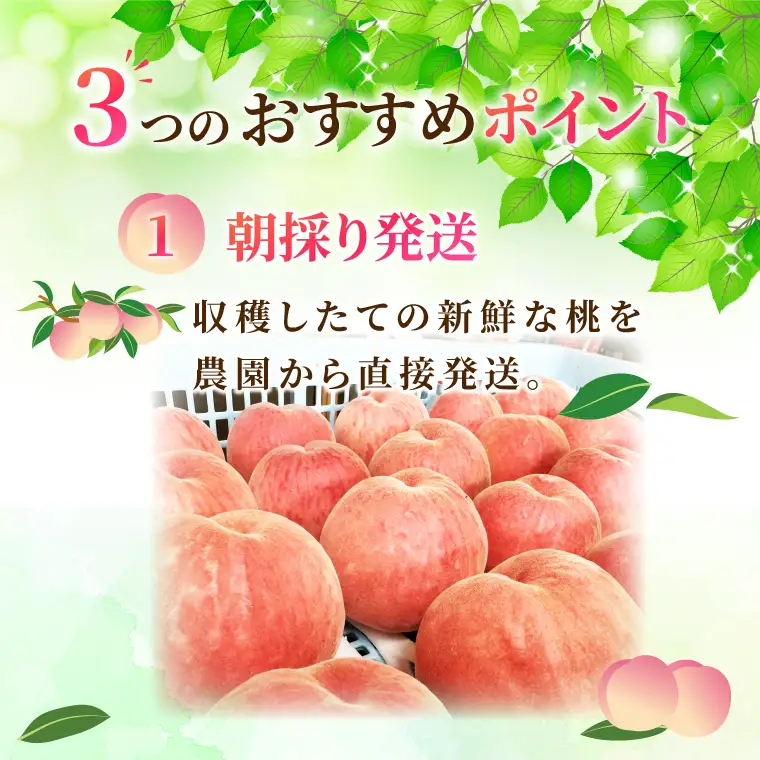 【先行予約・数量限定】大子町産「桃」約3kg 品種おまかせ（あかつき・まどか・美郷 等）｜茨城県 大子町 令和8年産 もも モモ フルーツ 果物 おまかせ 詰め合わせ 産地直送 旬 人気 厳選 奥久慈りんご園（AI008）