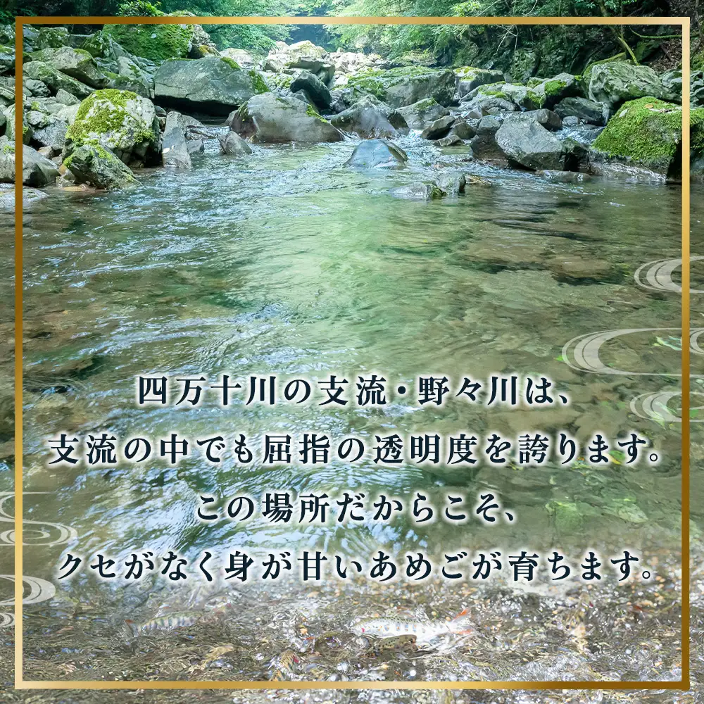 【無投薬 内臓処理済み】【希少稚魚】あめご（稚魚） 50匹前後（約500g） ／Eay-08 アメゴ 川魚