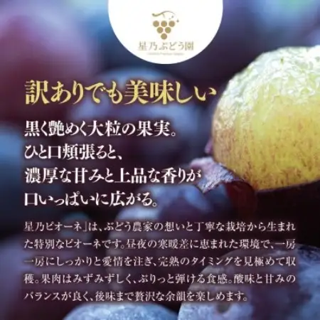【訳あり】星乃ピオーネ 3房～5房(2kg以上)【配送不可地域：離島・北海道・沖縄県】【1740016】