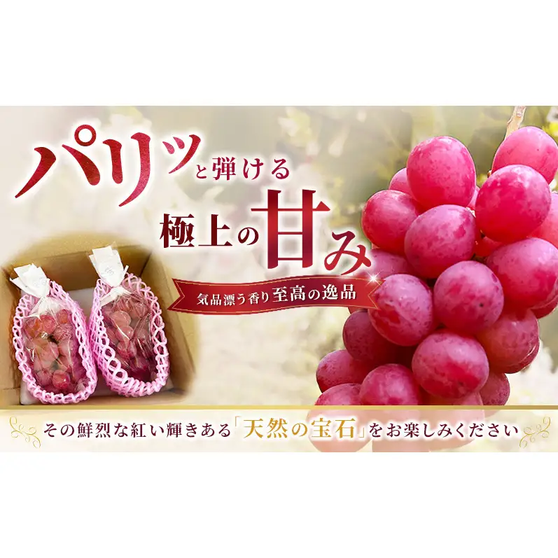 スカーレット 信州上田産 約1kg 2～3房 ぶどう ブドウ 1kg 種なし 皮ごと 果物 くだもの フルーツ デザート 旬の果物 旬のフルーツ 長野県上田市