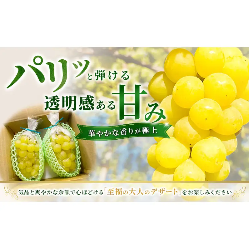 マスカサーティーン 信州上田産 約1kg 2～3房 ぶどう ブドウ 1kg 種なし 皮ごと 果物 くだもの フルーツ デザート 旬の果物 旬のフルーツ 長野県上田市
