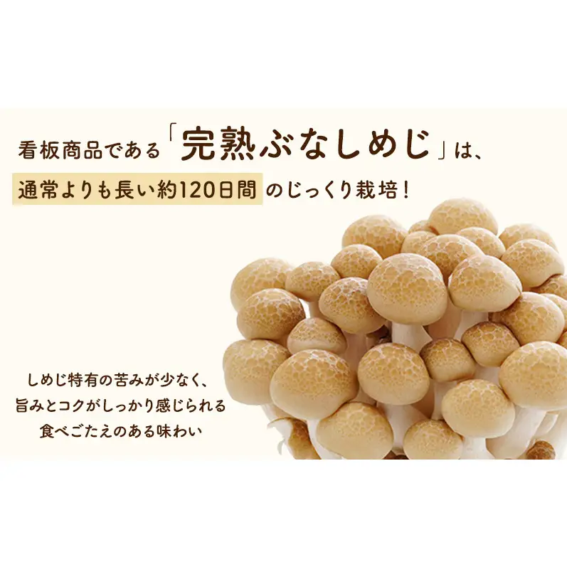 長野県上田市産 完熟ぶなしめじ6株｜信州産 産地直送 きのこ 詰め合わせ 食べ応え抜群 苦みが少ない 栄養豊富