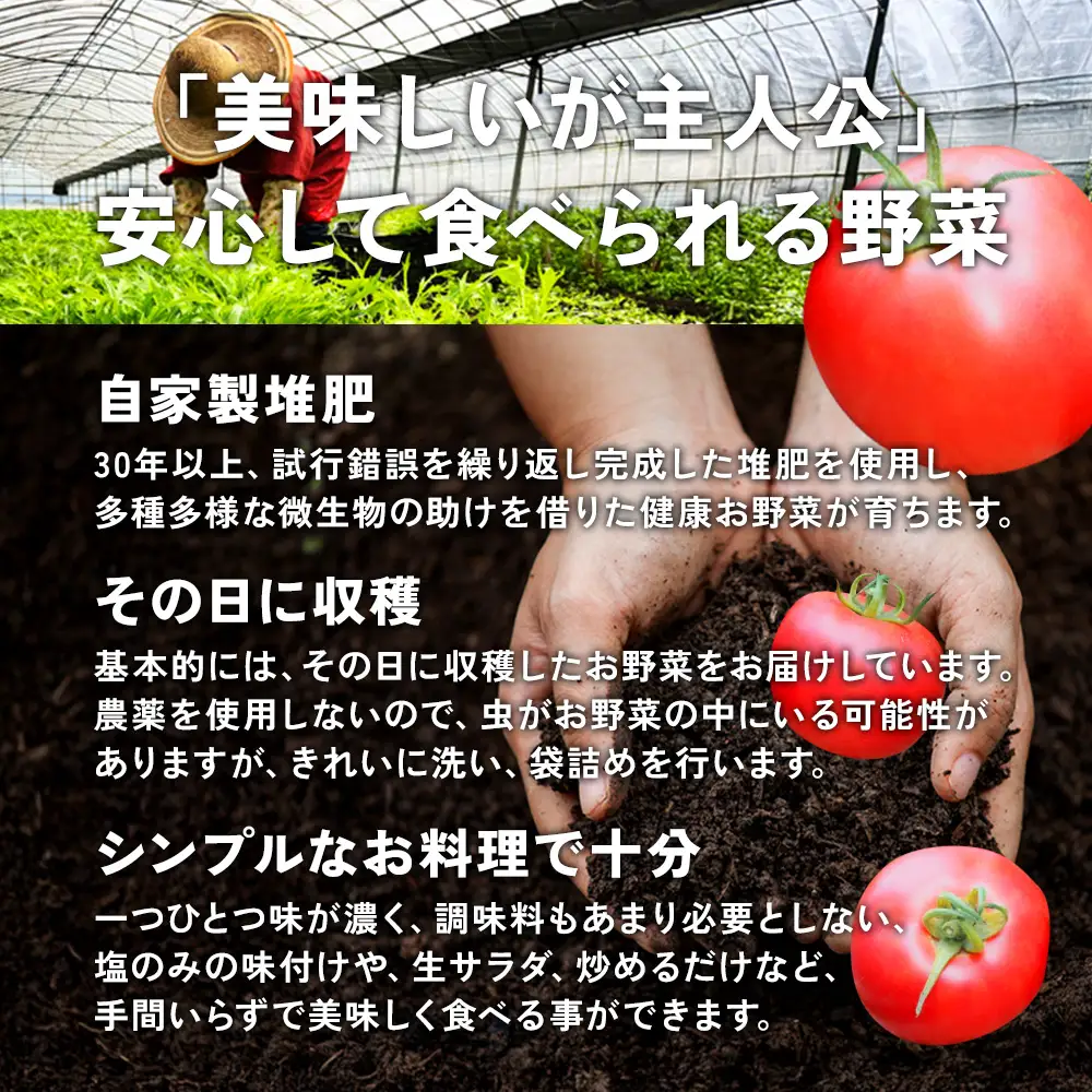 特別栽培季節のお野菜セット 8品 野菜 無農薬 有機栽培 新鮮 やさい 旬 詰合せ 国産 宮崎県 九州 送料無料