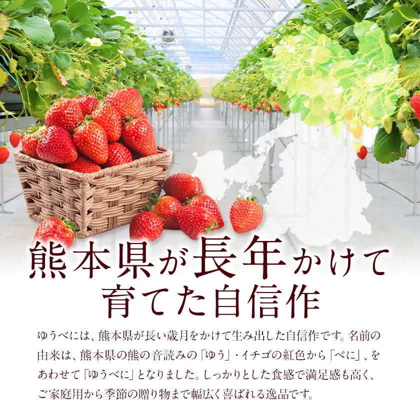 ゆうべに 約1kg 250g×4パック エフビーネット 道の駅竜北《2027年1月上旬-4月中旬頃出荷》