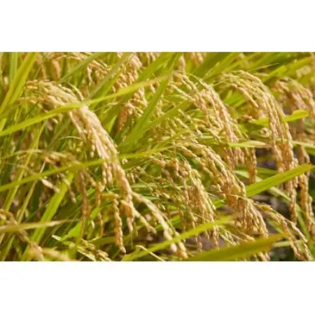 令和7年産　山形県産　つや姫　無洗米　2kg【1746639】