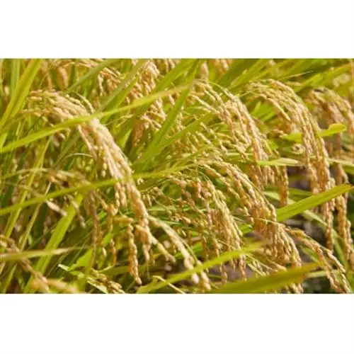 令和7年産　山形県産　つや姫　無洗米　10kg(5kg×2)【1746689】