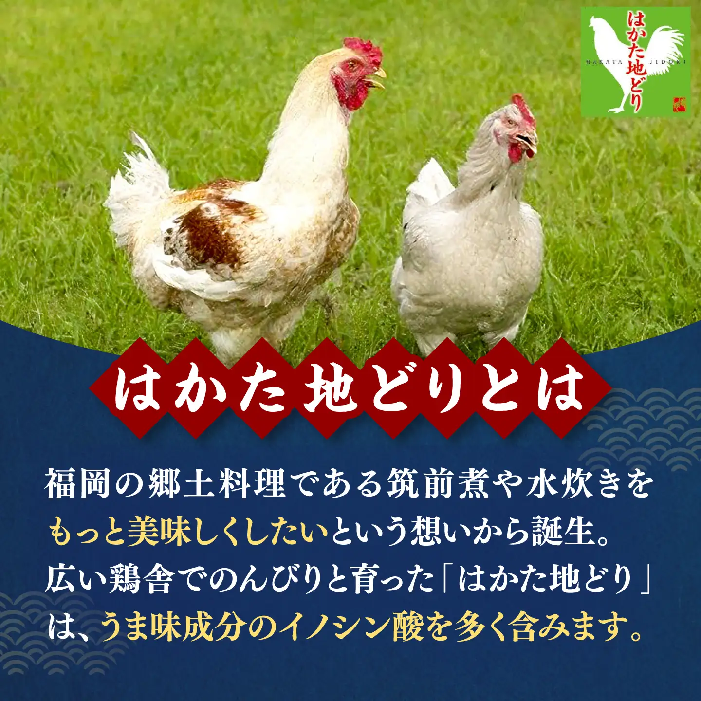 はかた地どり 親子丼セット 10食入 桂川町/株式会社 福栄組合[ADCH002]