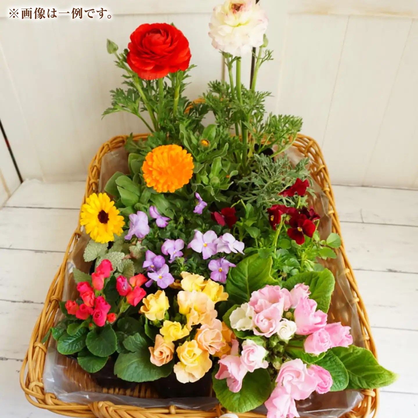 おまかせ花苗セット【M】 10-12ポット / 瑞浪市 中山園芸 セット おまかせ 苗 寄せ植え プレゼント フラワー 花 お花 花苗[AZDC011]