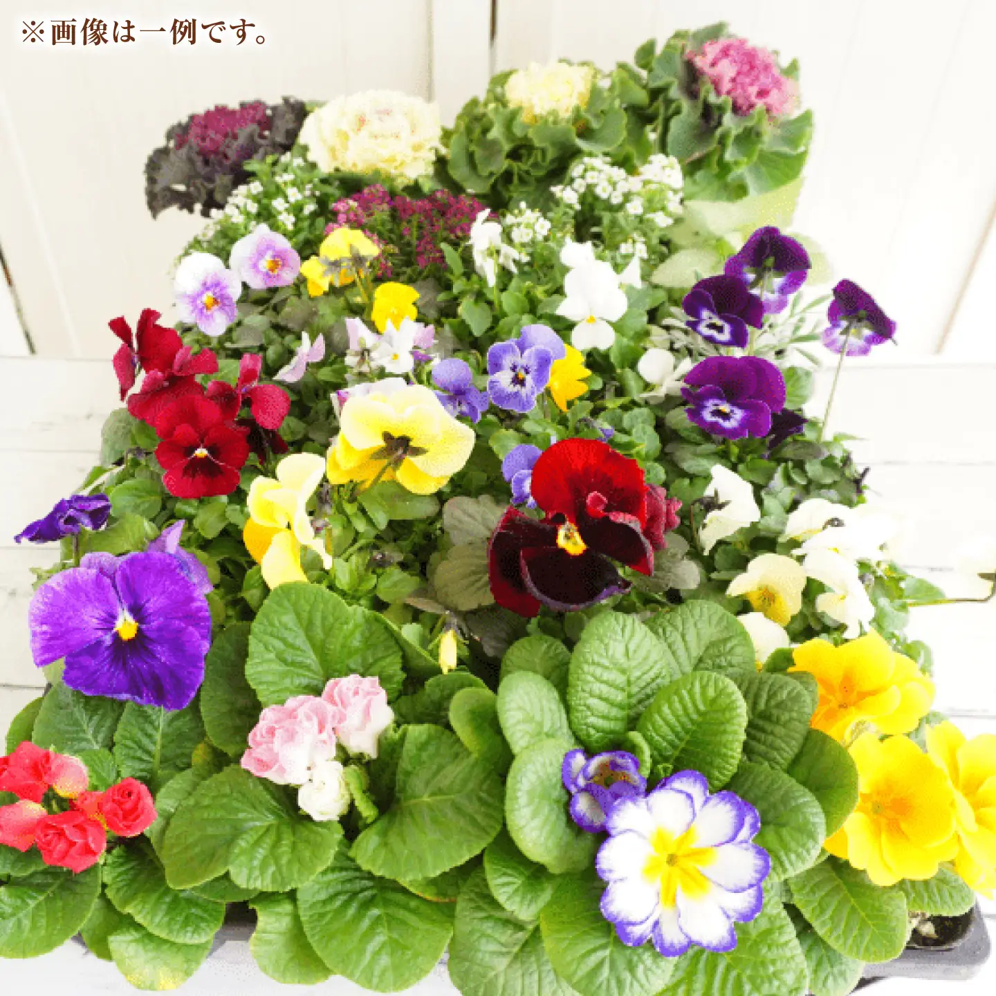 おまかせ花苗セット【L】 20-24ポット / 瑞浪市 中山園芸 セット おまかせ 苗 寄せ植え プレゼント フラワー 花 お花 花苗[AZDC012]