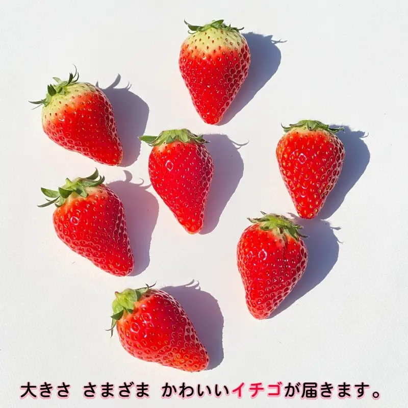 とちおとめ 約3kg いちご 【 とちおとめ 】 先行予約