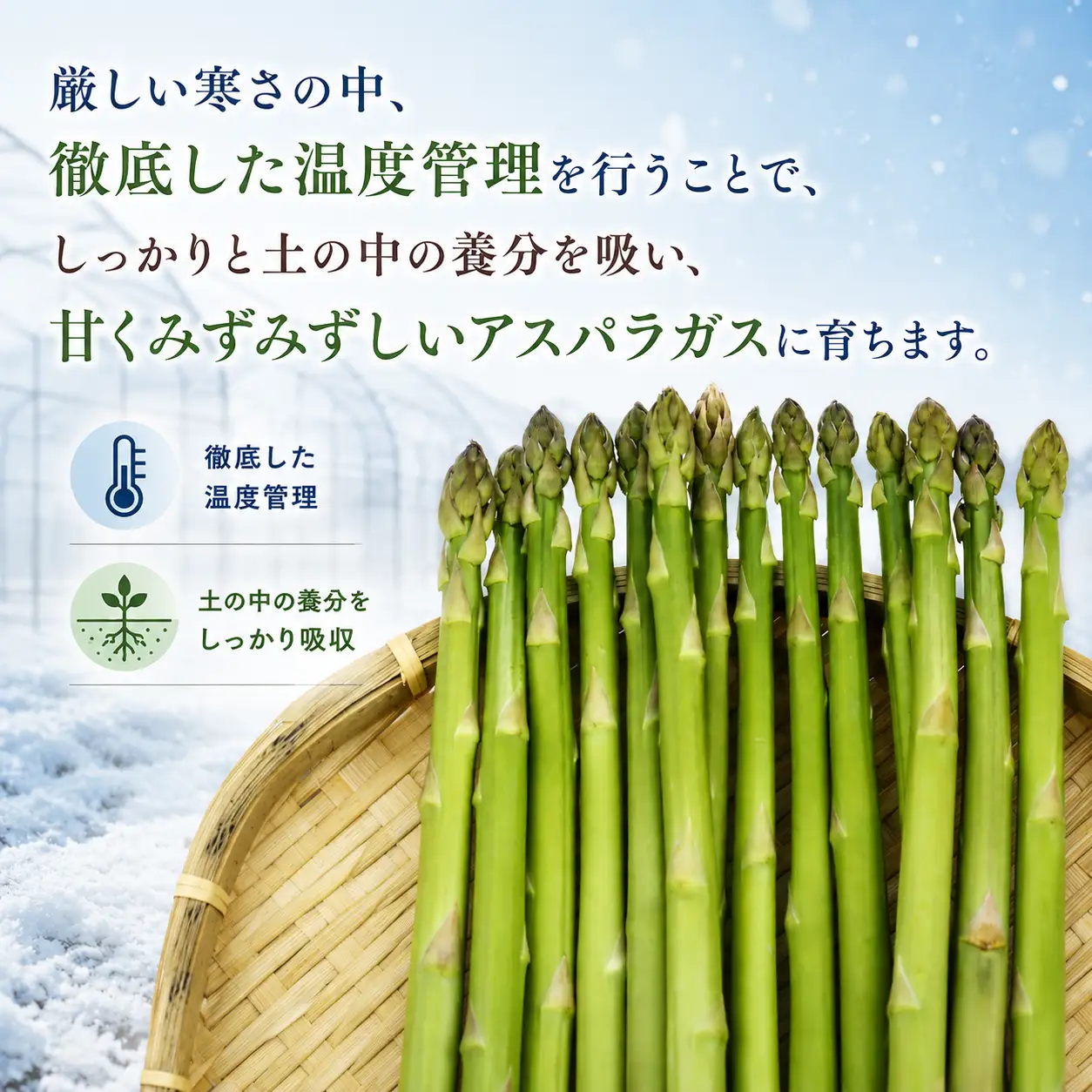 農家直送 国産 アスパラ M ～ LL 総量 500g 以上 【ファーム菅久】 アスパラガス グリーンアスパラ 旬 野菜 やさい 冬野菜 新鮮 産地直送 岩手県 雫石町 500グラム ５００g 大容量 甘い みずみずしい おすすめ 家庭用 プレゼント ギフト 料理 バーベキュー BBQ キャンプ お取り寄せ 冷蔵 人気 ハウス栽培