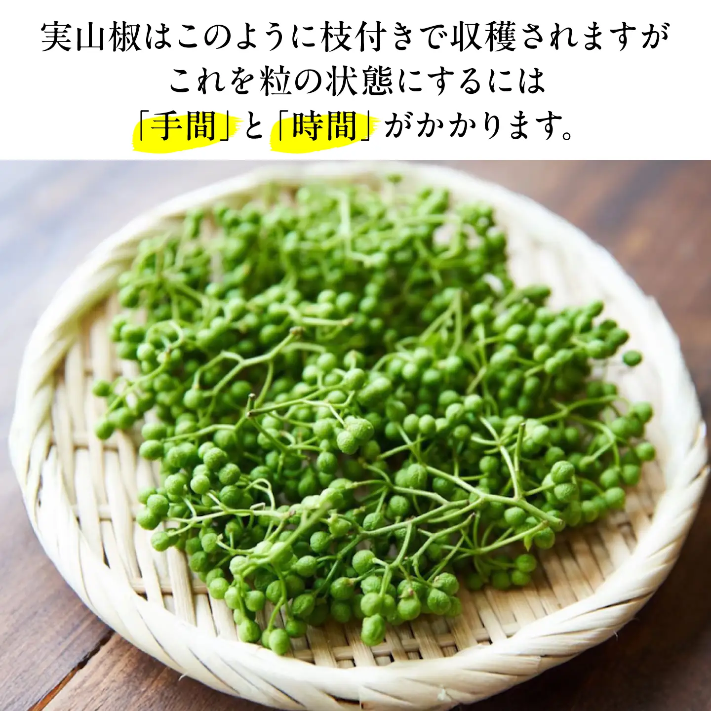 【佃煮の伊吹】青実山椒 500g [AQCA013]実山椒