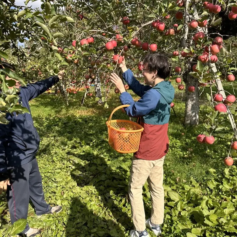 体験型 りんご作業体験（葉取り・玉まわし／9～10月）大人2人まで青森県五所川原市